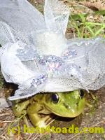 /home//u458753944/public_html/sourcegallery//Frogs/More bullfrogs/P8170160.JPG